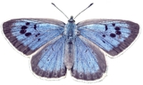 Screen Print Blue Butterfly