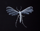 White plume moth watercolour on stonehenge paper