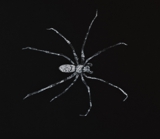 Ghost spider watercolour on tiziano paper