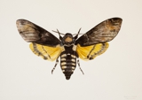 Deaths-head  Hawkmoth watercolour on fabriano paper