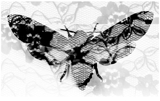 Deaths-lace Hawkmoth Digital collage