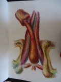 Dissected Penis, OIL PASTEL