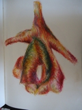 Dissected Vagina, OIL PASTEL
