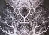Dendron, Hand-cut Layered Digital Prints, 2011