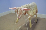 The Lambinator- Lamb hung out to dry