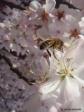Pollination 1