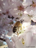 Pollination 2
