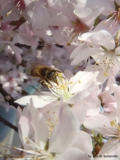 Pollination 3