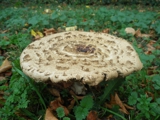 Tiger Mushroom