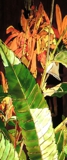 Motif  Staghorn Sumac Leaves 