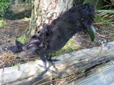 Cornish Crow soft sculpture